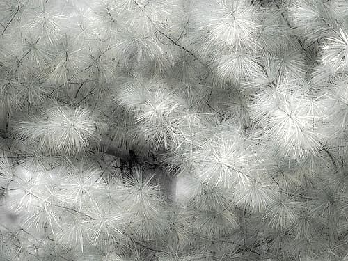 USA-Washington State-Bellevue Pine tree close up and tree trunk Nature Print